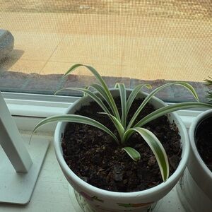 Spider plant